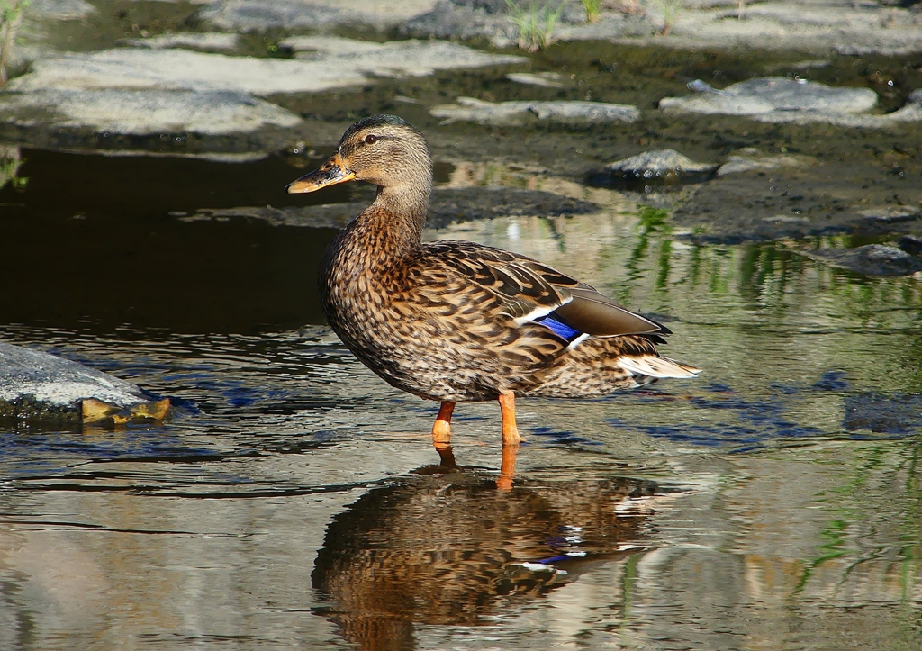 P1220120：マガモ_R