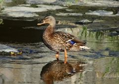 P1220120：マガモ_R