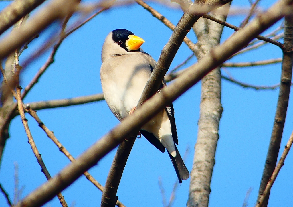 P1770585：イカル_R