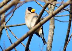 P1770585：イカル_R