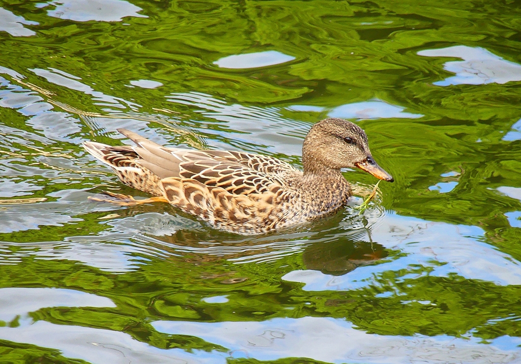 P4490107：オカヨシガモ（メス）_R