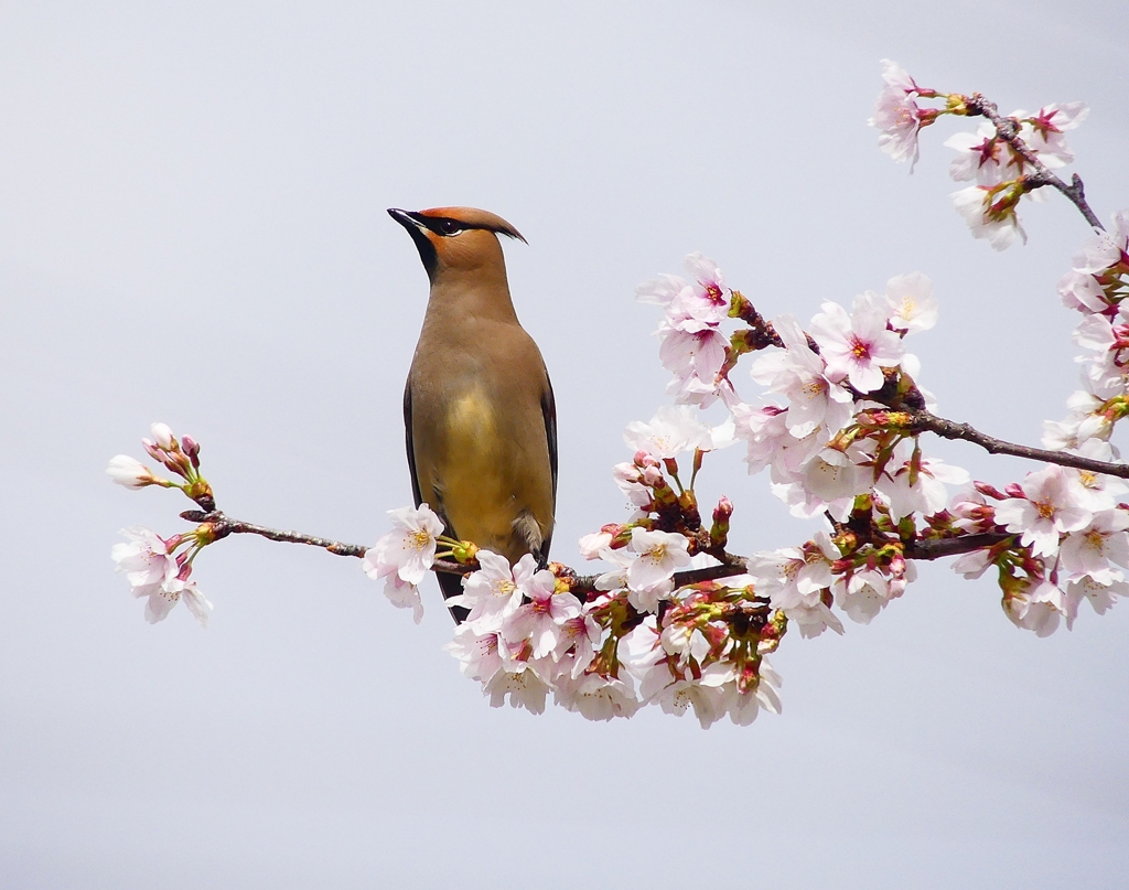 P3960036：桜にヒレンジャク_R