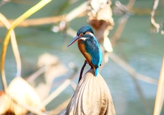 P4460430：カワセミ_R