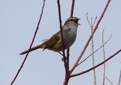 P1850508：ウグイス_R