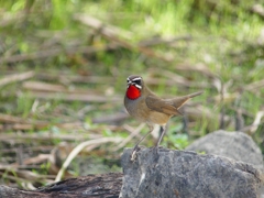 P2650027：ノゴマ（オス）_R