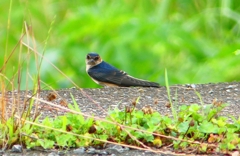 P1030530：コシアカツバメ（幼鳥）_R