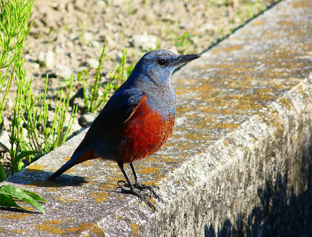 P3970725：イソヒヨドリ（オス）_R