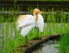 P1030099：アマサギ_R