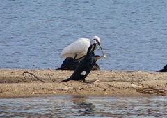 P1560757：ヘラサギ_R