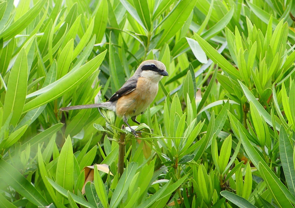P2030915：モズ（オス）_R