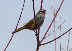 P1850507：ウグイス_R