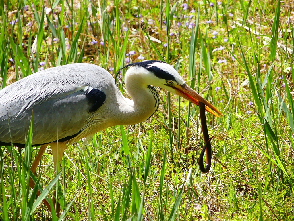 P4030326：アオサギ_R