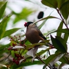 P4670858：ウソ_R