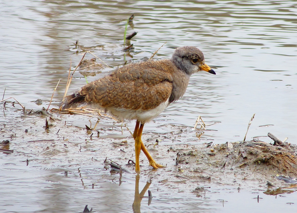 P4980919：ケリ（幼鳥A）_R