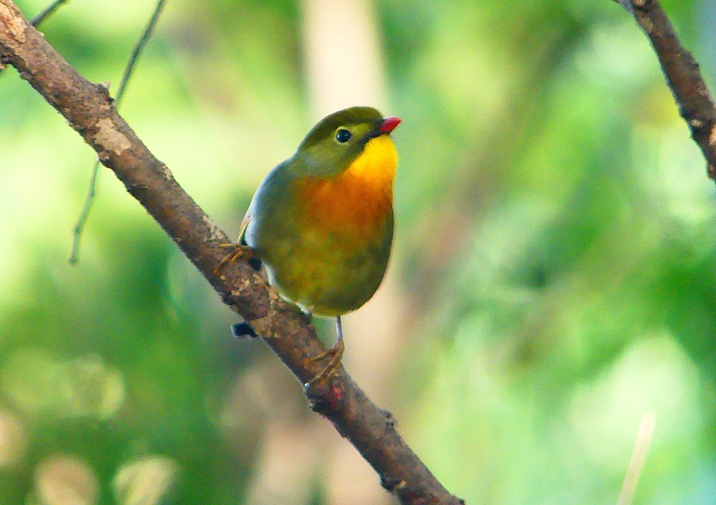P1370263：ソウシチョウ_R