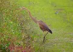 P1400841：ムラサキサギ_R