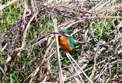 P4780760：カワセミ（オス）_R