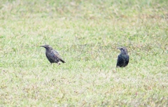P4500078：ホシムクドリ_R
