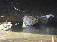 P4690361：クイナ_R