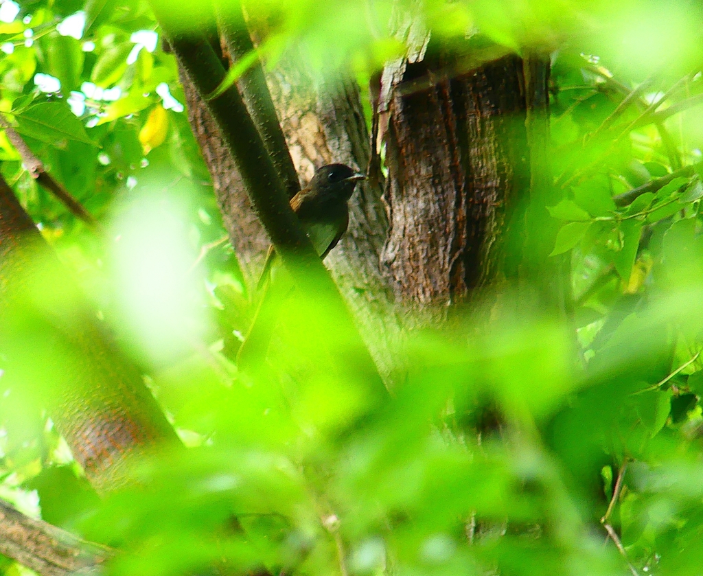 P4350495：サンコウチョウ_R