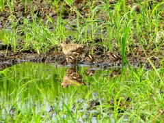 P1130256：タマシギ親子_R