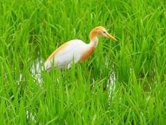P1060430：アマサギ_R