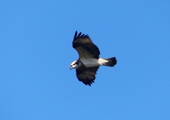 P1530748：飛ぶミサゴ_R
