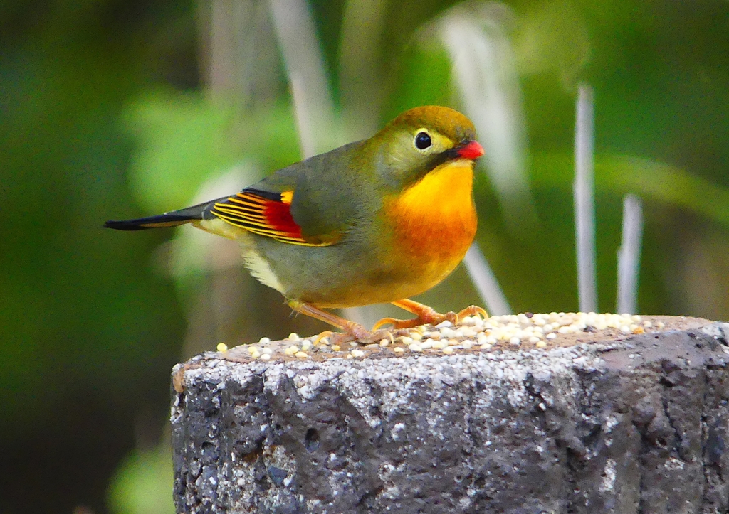 P1520691：ソウシチョウ_R