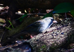 P1750245：クロジ_R