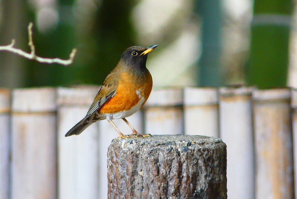 P4710823：オオアカハラ（オス）_R