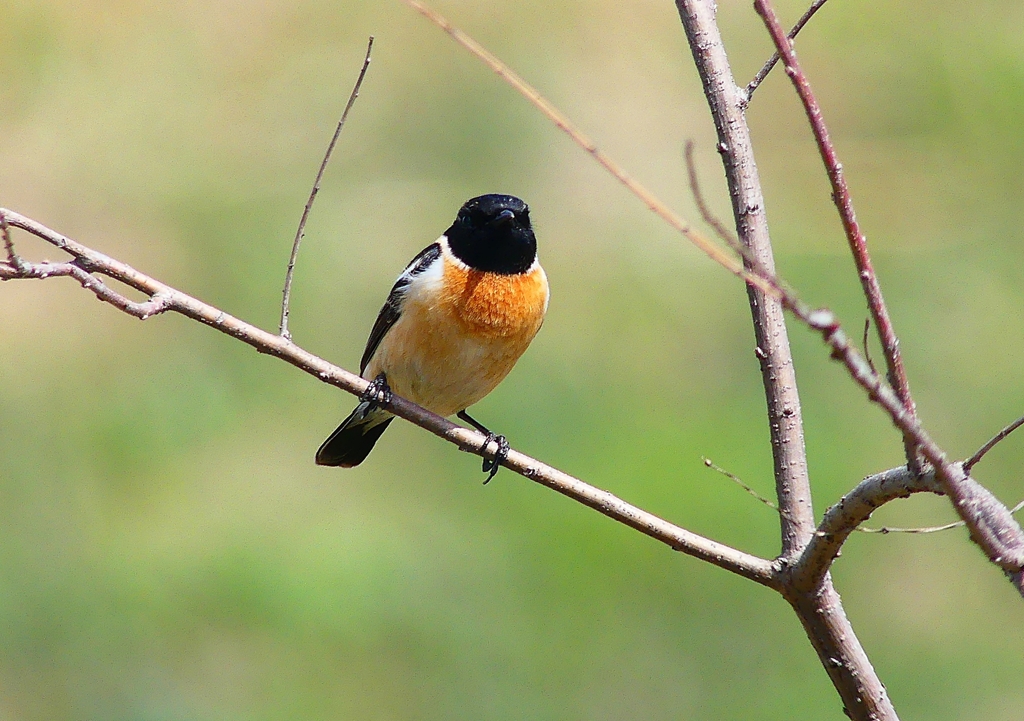 P4860087：夏羽ノビタキ（オス）_R