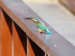P1140432：カワセミ（メス）_R