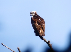 P4400240：ミサゴ_R