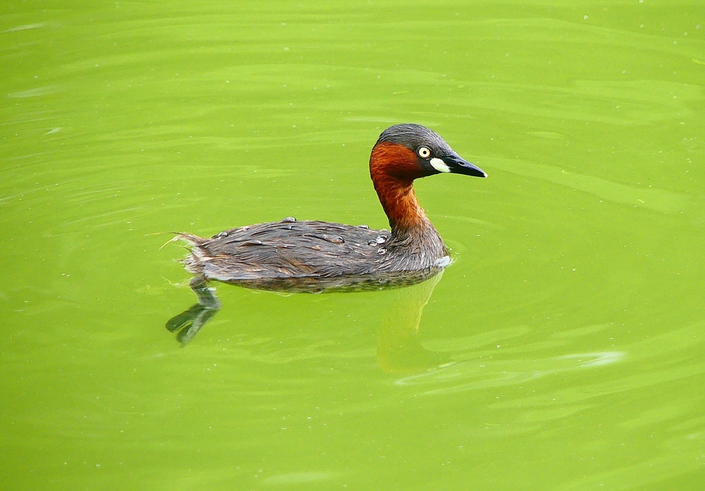 P4230648：カイツブリ_R