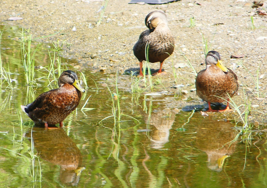 P1180173：マガモ、カルガモ_R