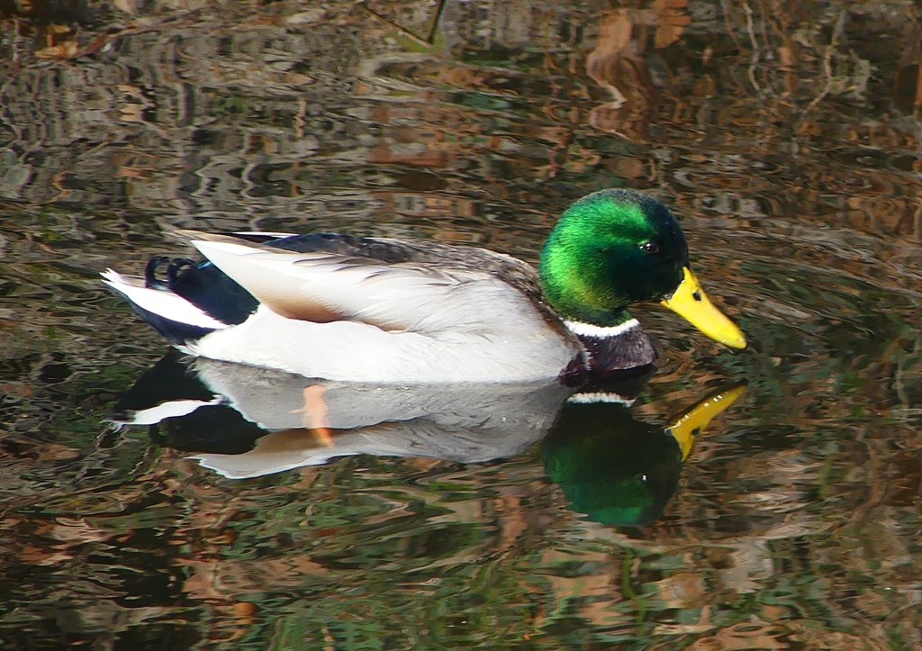 P1570389：マガモ_R