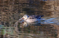 P3720090：ハシビロガモ（メス）_R