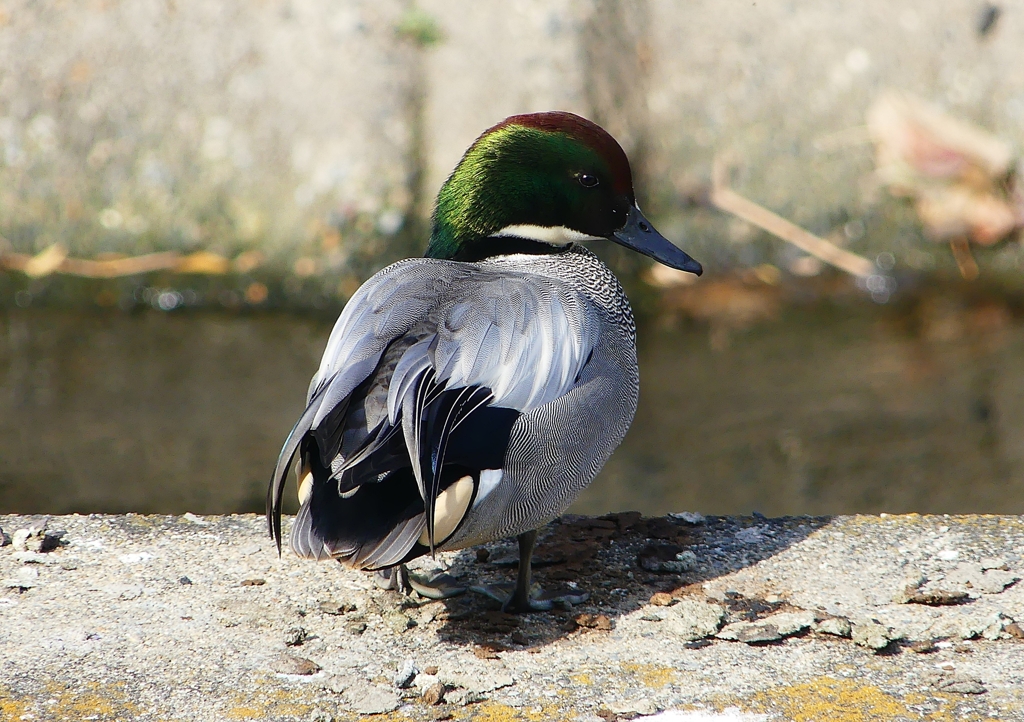 P1580682：ヨシガモ_R