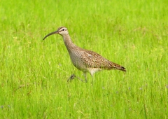 P1990556：チュウシャクシギ_R