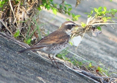 P1980413：ツグミ_R