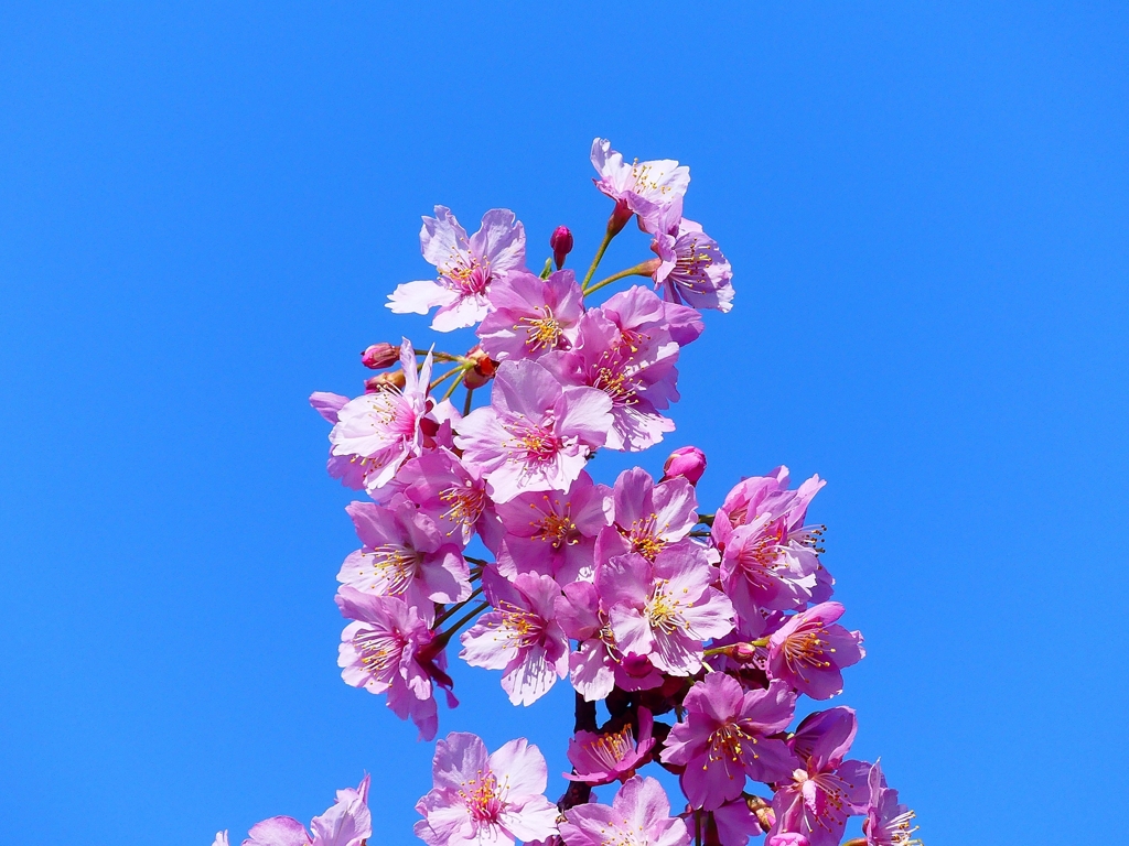 P3900749：河津桜_R