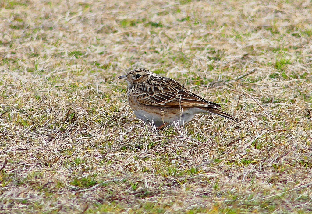 P4650827：ヒバリ_R