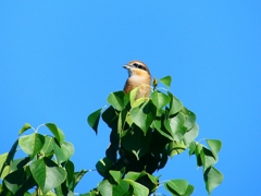 P4420106：モズ（オス）_R