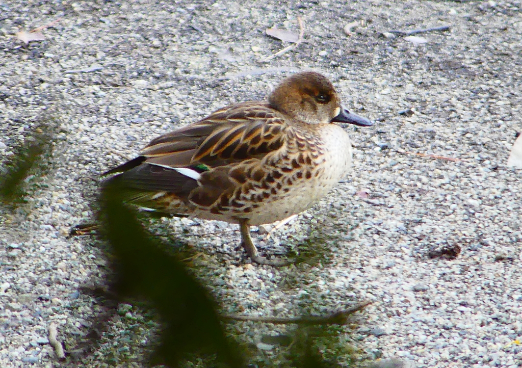P1700723：トモエガモ_R