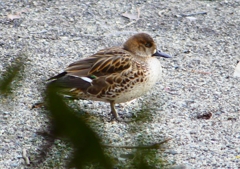 P1700723：トモエガモ_R