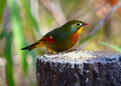 P1880036：ソウシチョウ_R