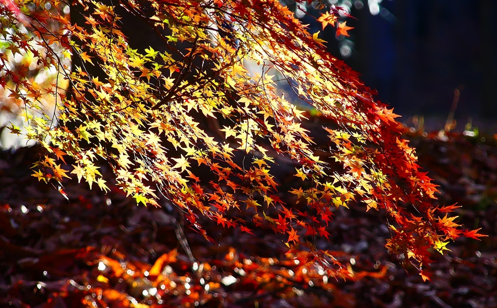 P4530533：紅葉_R