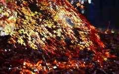 P4530533：紅葉_R