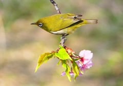 P1890768：河津桜にメジロ_R