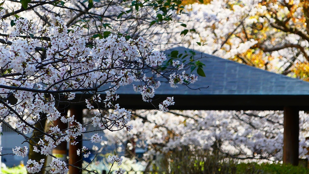P1900264：ソメイヨシノ_R
